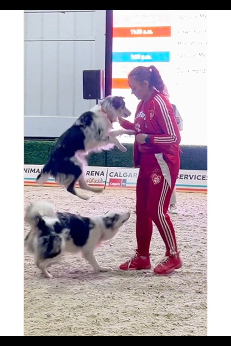 Video thumbnail for Fastest time to complete 10 side leapfrog jumps by two dogs - 8.22 seconds by Jennifer Fraser with Kiwi and Chardonnay