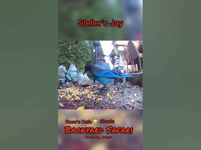 Video thumbnail for Backyard Safari - Shorts #birdwatching