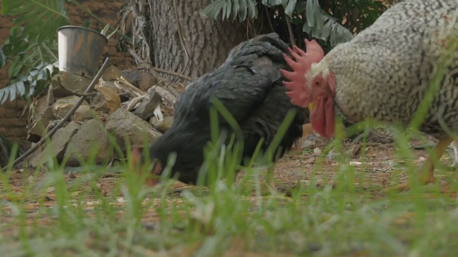 'Video thumbnail for How to Keep Chickens Cool in Hot Summers'