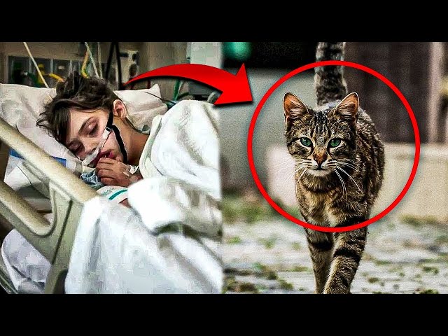 Video thumbnail for The hospital cat asked to go into a patient room... Later, the whole world got to hear this story