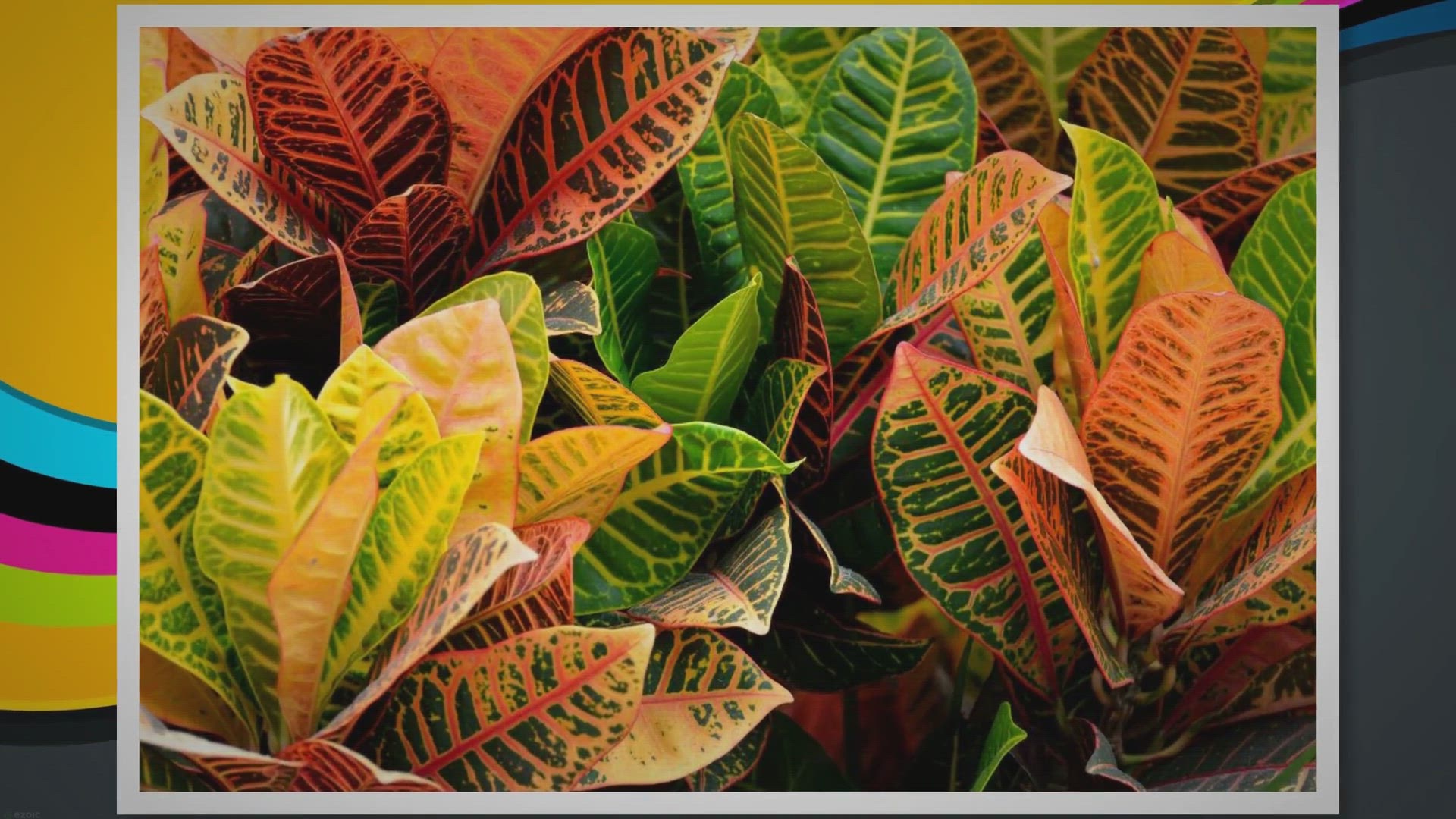 'Video thumbnail for Croton Plant Care: Keep Your Plants Thriving All Year Round'
