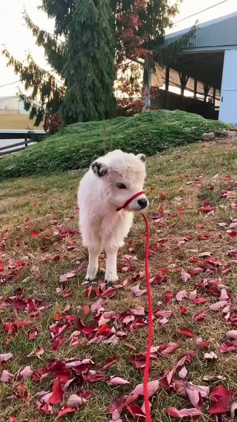 Video thumbnail for Fluffy Baby Cow Exploring a Carpet of Autumn Leaves
