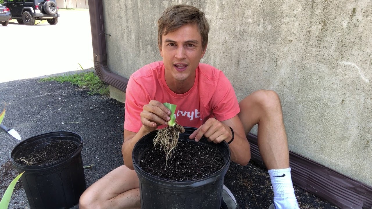 Video thumbnail for ReBlooming Bearded Iris: Growing Advice on Planting and Dividing