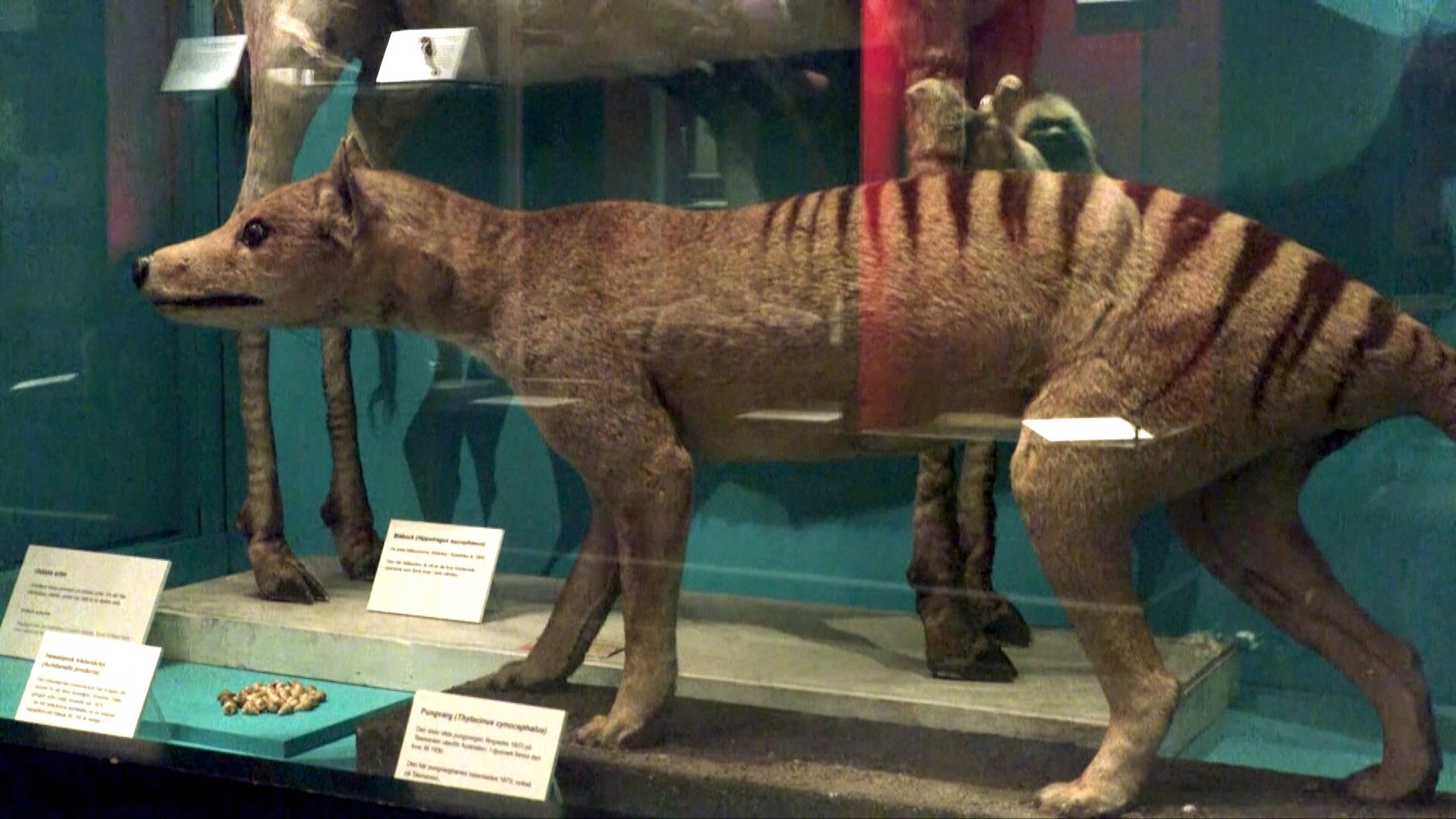 Video thumbnail for RNA from extinct Tasmanian tiger extracted in world-first discovery