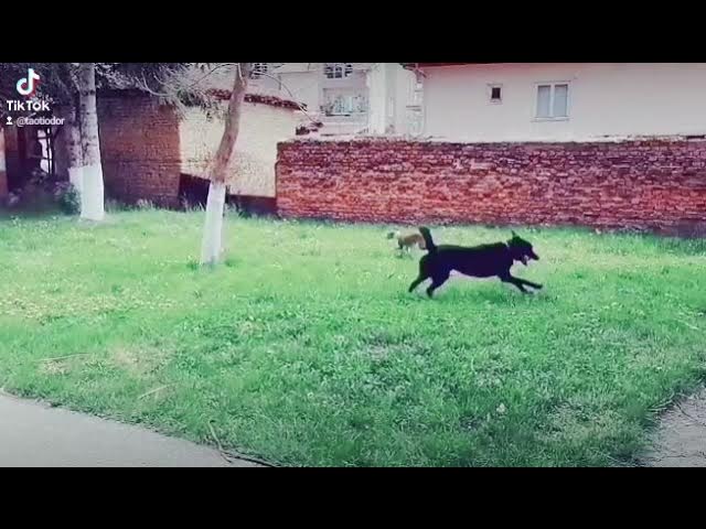 Video thumbnail for Doggos running happy