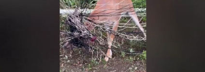 Video thumbnail for Deer freed from soccer net in Tinton Falls as animal shelter warns of wildlife hazards