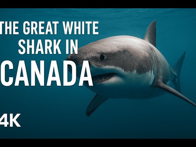 Video thumbnail for Canada’s Great White Shark Invasion