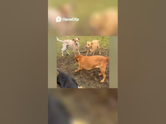 Video thumbnail for Dog Steals Oreos During Yoga, Adorable Chaos Ensues! #funny #shortvideo #viral