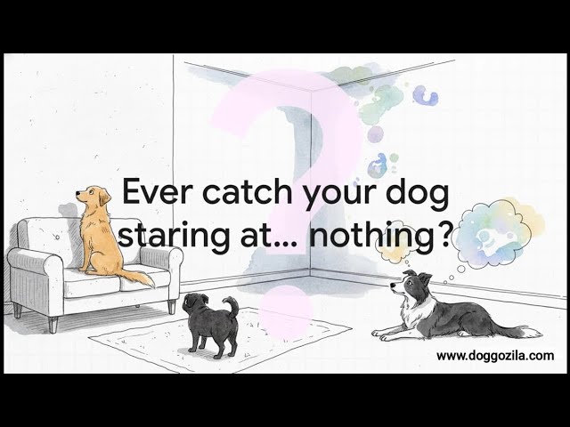 Video thumbnail for Why Do Dogs Stare at Nothing?