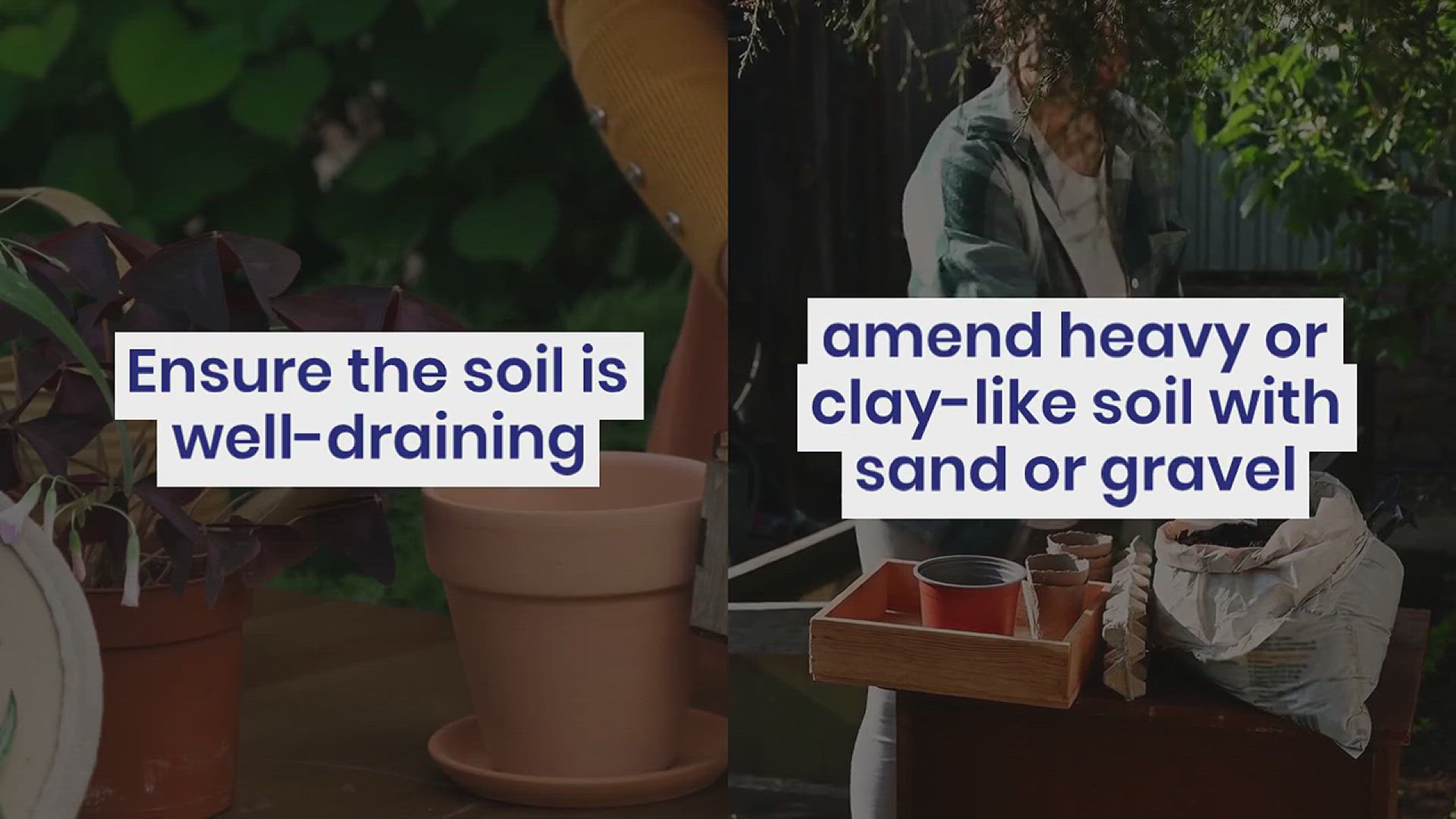 'Video thumbnail for How to Plant a Lavender Hedge'