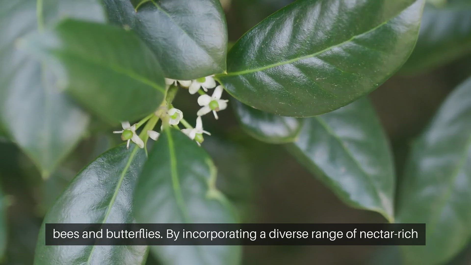 Video thumbnail for Cottage Gardening for Pollinators Attracting Bees And Butterflies
