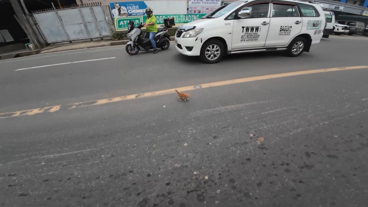 Video thumbnail for Kittens saved from busy road in La Trinidad, Philippines