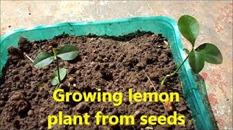 'Video thumbnail for Growing lemon plant from seeds at home / Growing lemon plant in your garden'