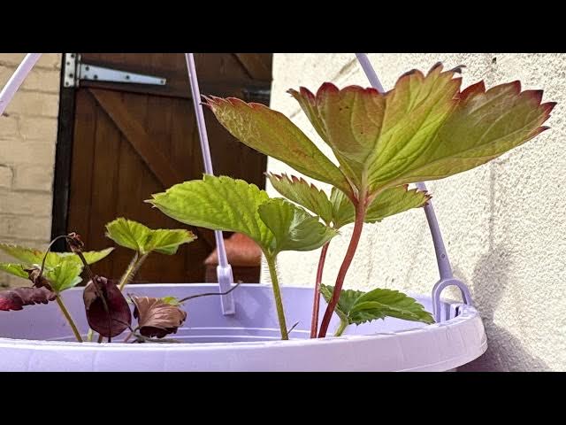 Video thumbnail for not ending live untill 100k