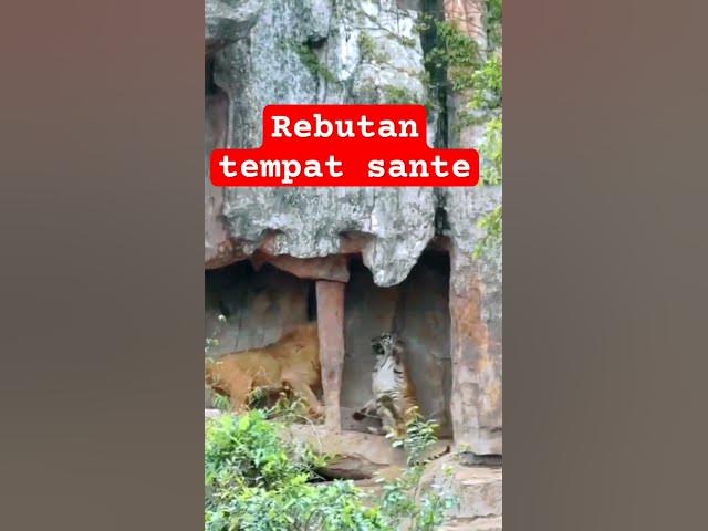 Video thumbnail for Harimau bertarung