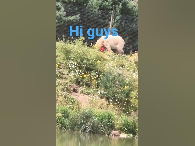 Video thumbnail for i like animals