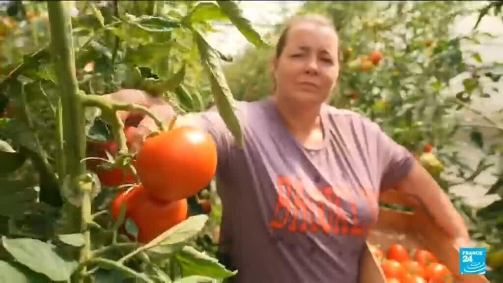 Video thumbnail for Shoppers to pay the price after heatwave hits French crops