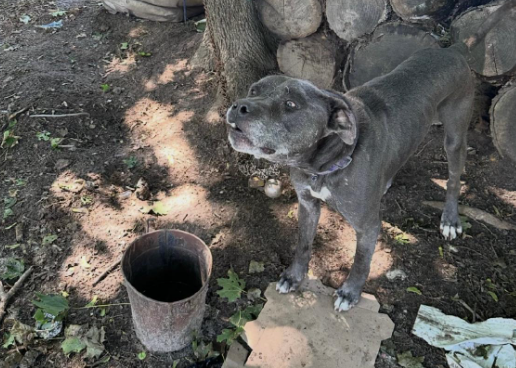 Video thumbnail for Bellport man accused of neglecting, abusing 10-year-old dog