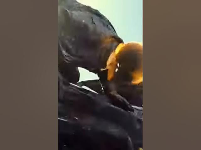 Video thumbnail for ghost rider viral real