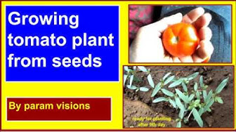 'Video thumbnail for Growing tomato plant from seeds / Germinating tomato seeds to plants'
