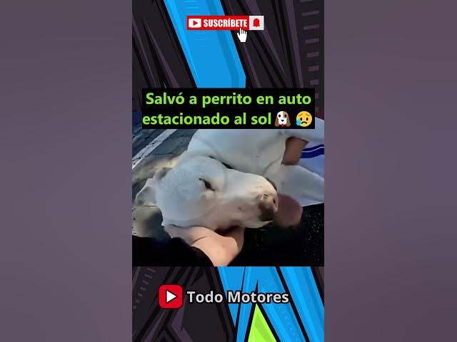 Video thumbnail for Rompieron el vidrio del auto para salvar este perrito 😱 #autos  #rescuedog