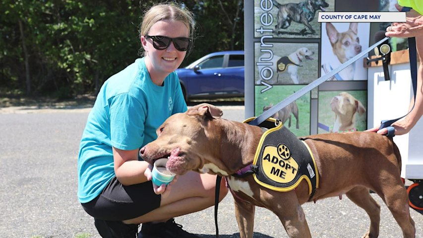 Video thumbnail for Jersey Proud: Shelter dogs get a sweet surprise