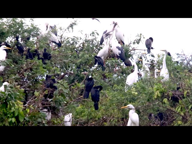 Video thumbnail for សត្វស្លាបរស់នៅទីនេះ ធ្វើសំបុកពងកូនច្រើនណាស់