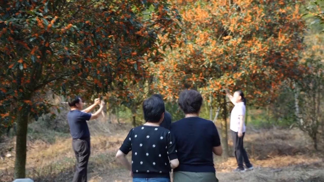Video thumbnail for China: Osmanthus blooms in Pucheng, fueling tourism, economy.