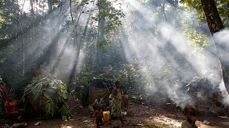 Video thumbnail for UN issues call to action on world's vital dryland forests