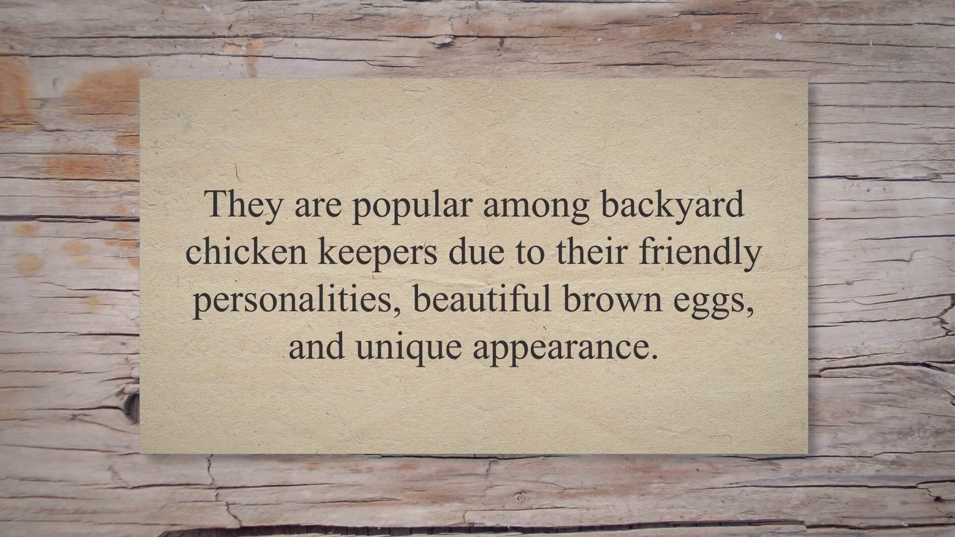 Video thumbnail for Welsummer Chickens: Everything you need to know!
