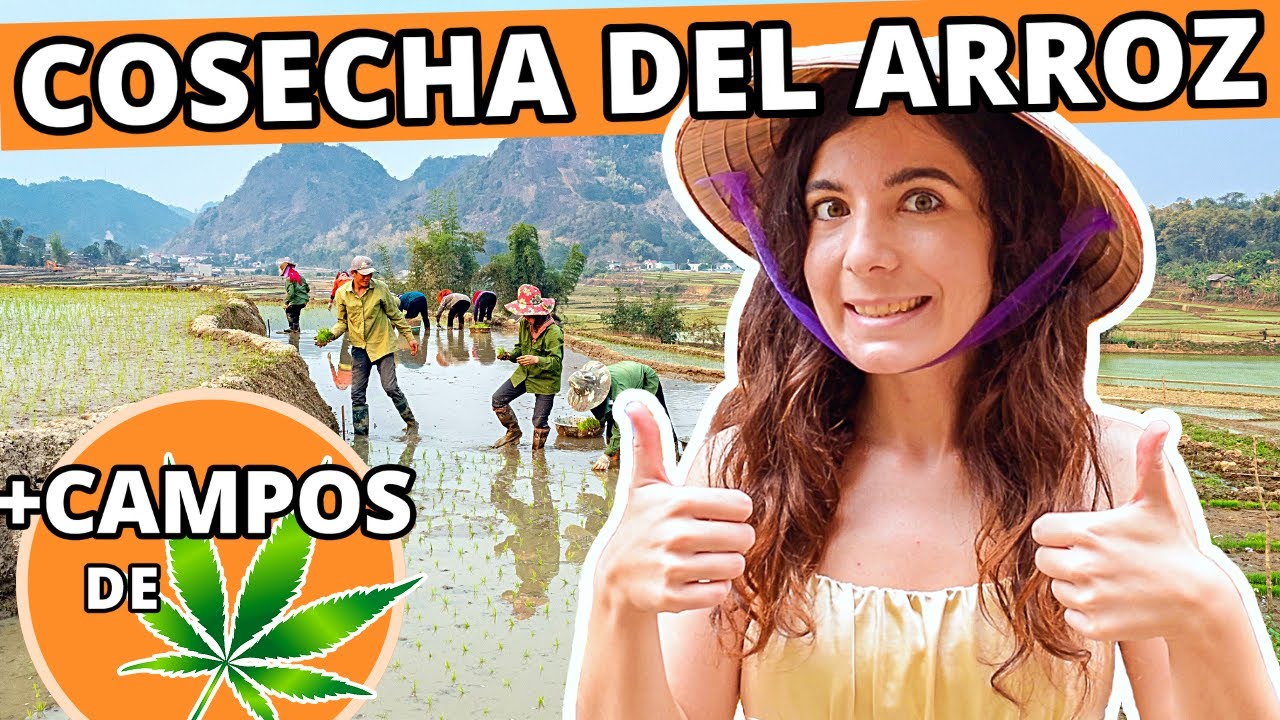 Video thumbnail for Viajar a VIETNAM: arrozales y campos de cannabis 😍😍 Trekking y senderismo en SAPA (Vlog)