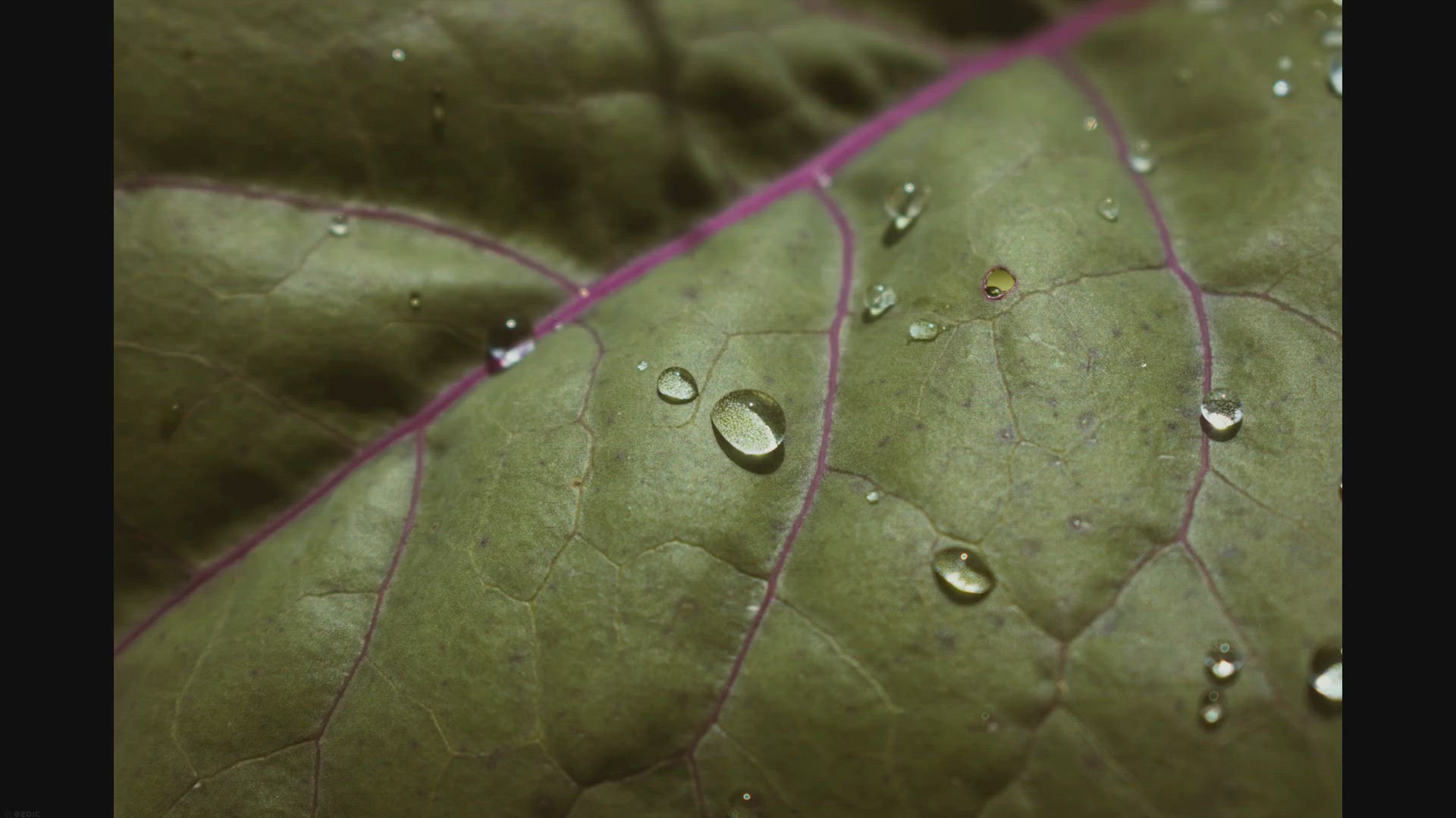 Video thumbnail for The Complete Guide to Growing Mustard Microgreens