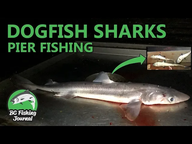 Video thumbnail for Pier Fishing for Dogfish & SHARK BABIES!