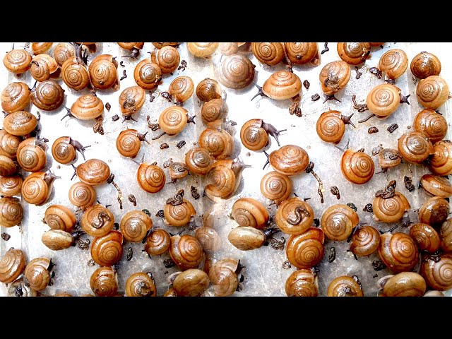 Video thumbnail for 🐌 Snails, 🐌 snial alot eating papaya fruits now 🦈 | 𝑴𝒆𝒕𝒉𝒐𝒅𝒔 #𝟗𝟔9061