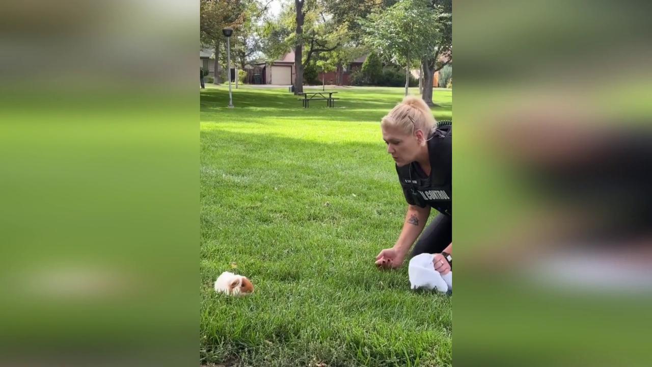 Video thumbnail for US: Officer Rescues Escaped Guinea Pig From Grand Junction Park.