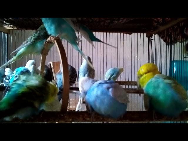 Video thumbnail for Momentos de Pura Ternura com Periquitos ❤️🦜  Sem Ruídos