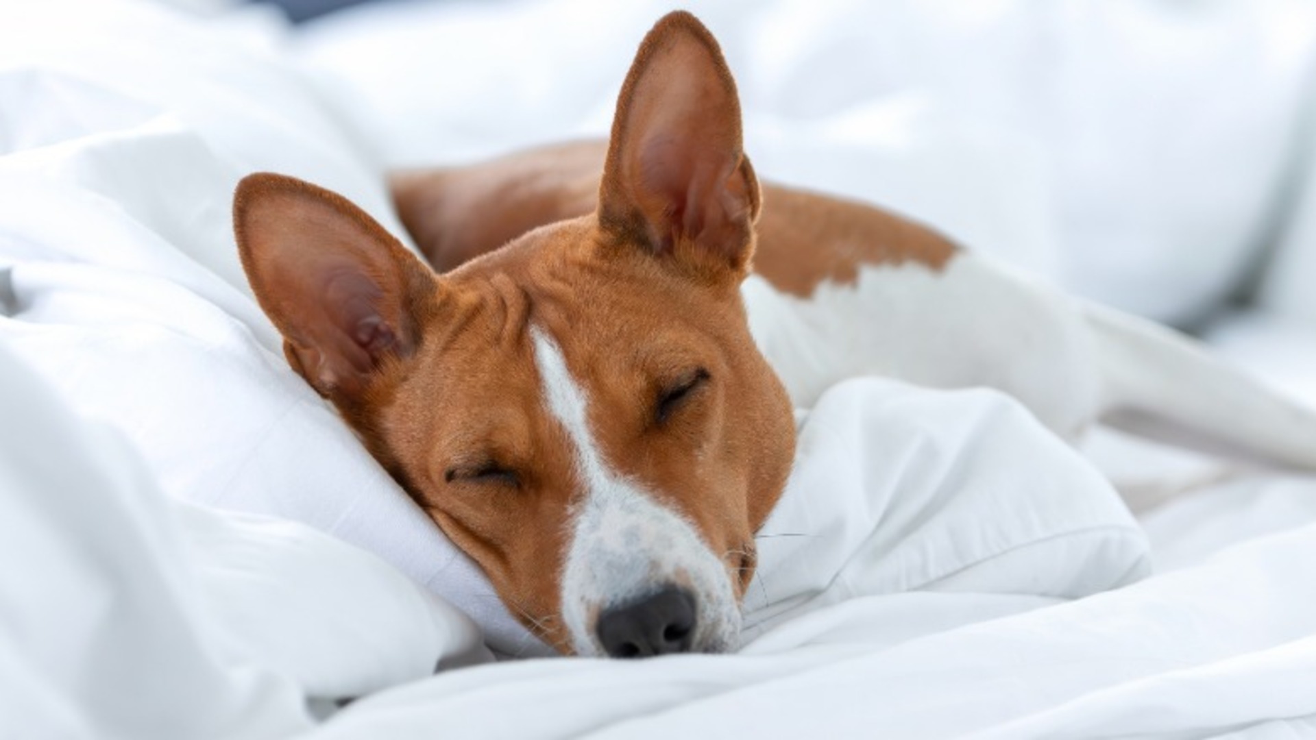 Video thumbnail for Is Sleeping With Your Dog A Good Idea? Here's What To Know