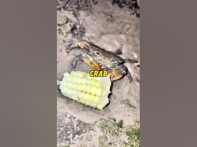 Video thumbnail for This Crab Eats Corn Like a Gentleman 😳🦀🌽 #funny #viralvideos #emotionalmoments #crab