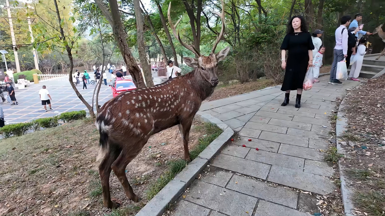 Video thumbnail for Sika Deer Charges and Knocks Down Tourist in Liaoning