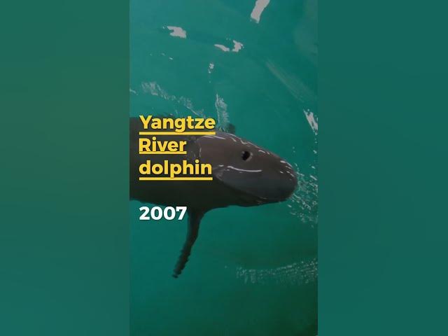 Video thumbnail for Extinct Species of the Last Two Decades: A Tragic Loss for Biodiversity