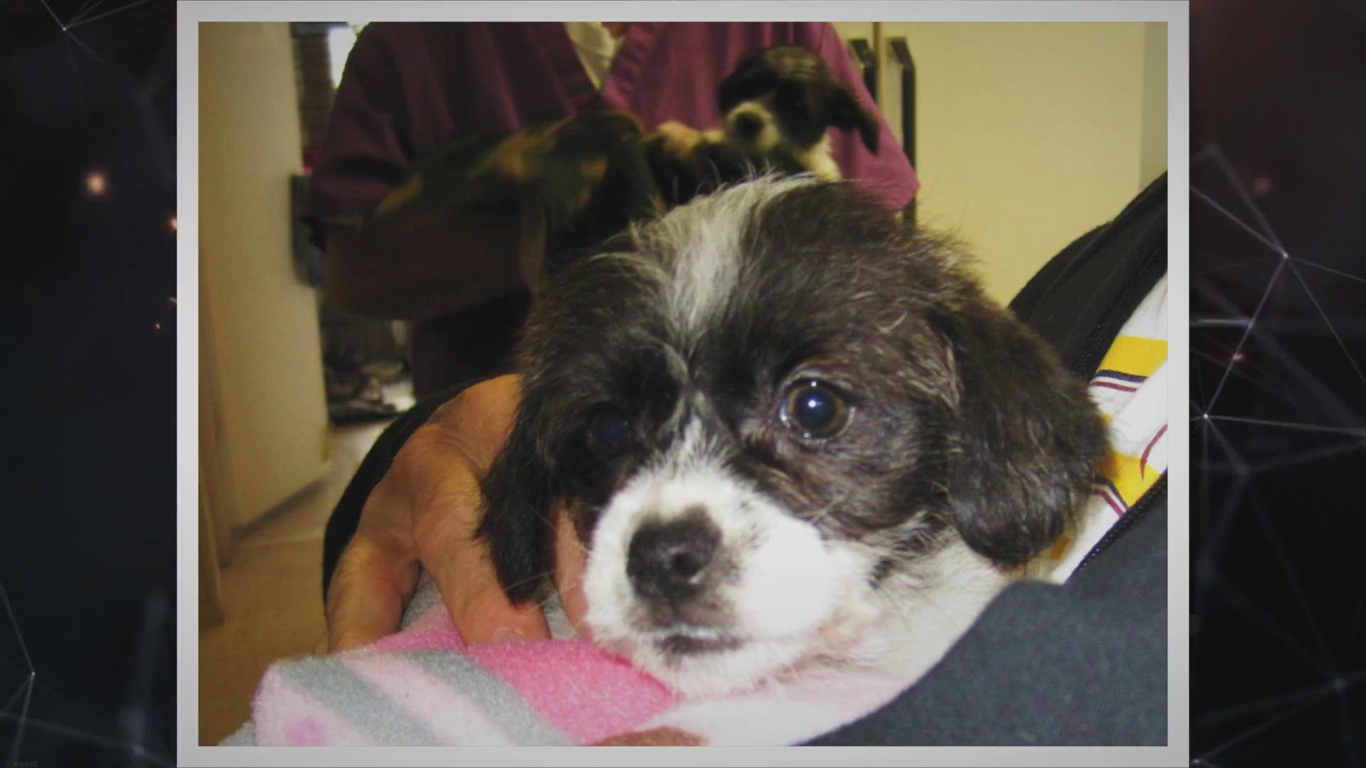 Video thumbnail for Jack Russell Shih Tzu Mix (Jack Tzu) - Is It A Good Cross Breed