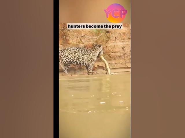 Video thumbnail for Hunters become prey.