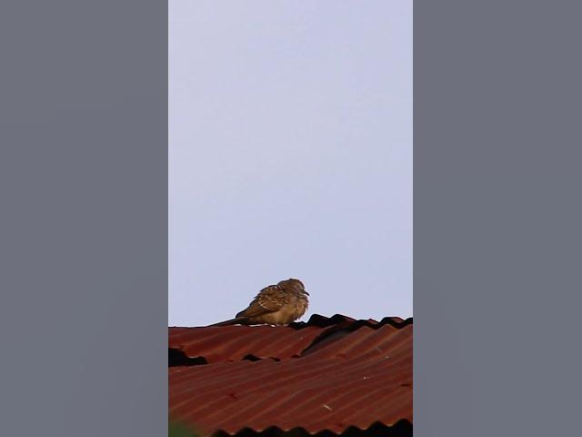 Video thumbnail for Dove & Sparrow Bird EP5 #dovebird #smallbird #birds #bird #shortdove #nestdove #babiesdove