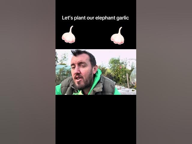 'Video thumbnail for How to Plant Elephant Garlic 🧄🌱 | Easy Autumn Guide for Giant Bulbs & Massive Harvests! 🍂✨'