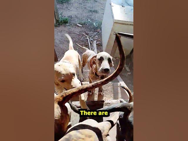 Video thumbnail for 17 Wk Old Great Dane Puppies 3 #Shorts