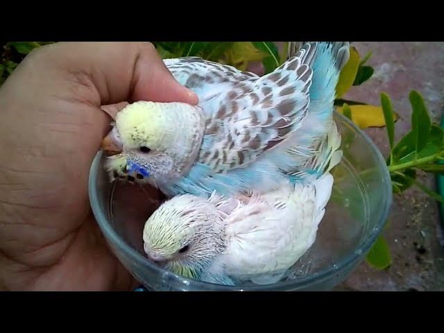 Video thumbnail for Tag 1 bis Tag 30 📅 Das Wunder des Wellensittichs, erwachsen zu werden ✨