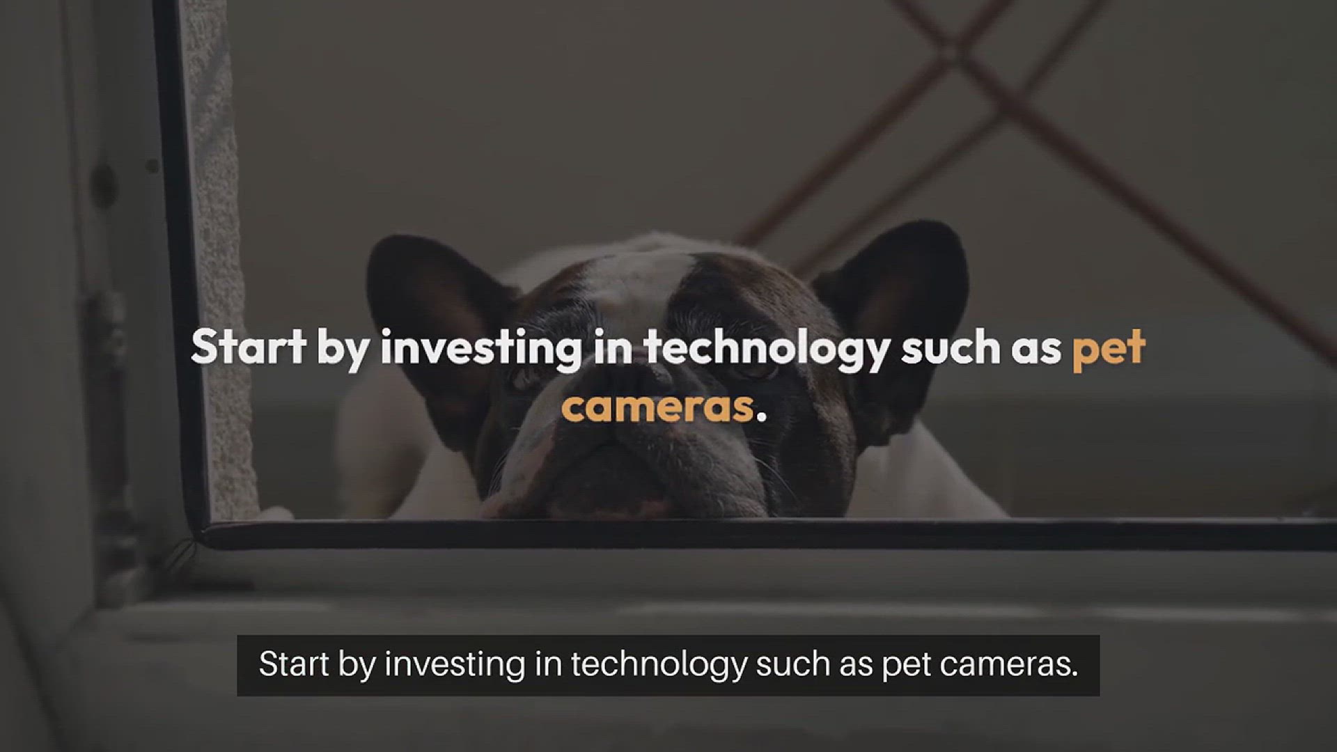 Video thumbnail for Effective Pet Monitoring Techniques