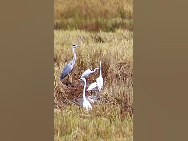 Video thumbnail for Top Cockroach bird 19 #dovebird #smallbird #birds #bird #shortdove #nestdove #babiesdove