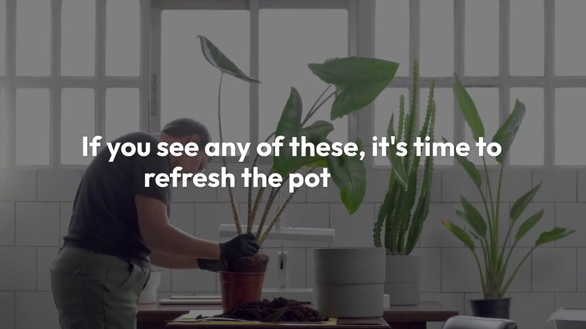 Video thumbnail for Alocasia Polly Repotting Tutorial