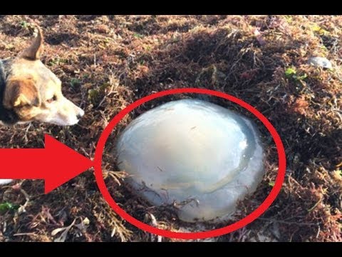 Video thumbnail for If You See One Of These Things On The Beach, Keep Your Dog As Far Away As Possible.